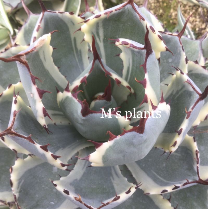 Agave potatorum '吉祥冠錦 白覆輪' - M's plants