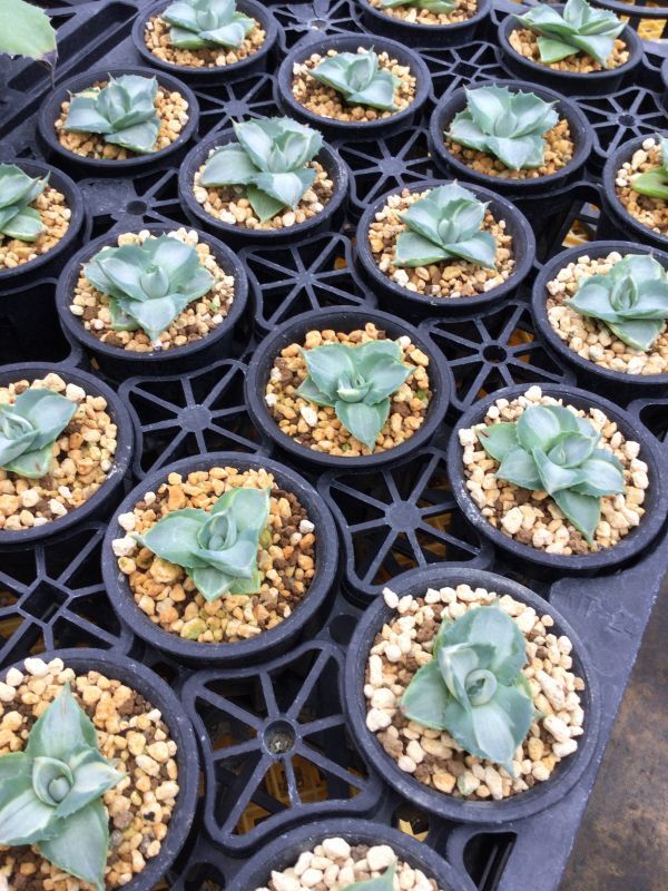 画像: Agave potatorum  '王妃雷神　白中斑‘