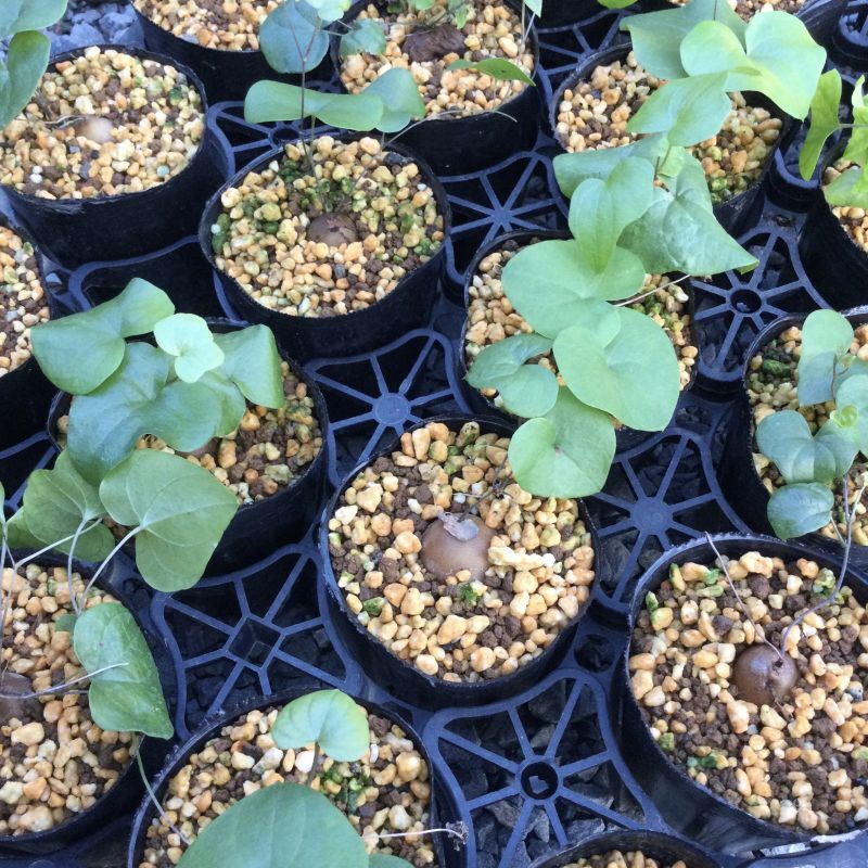 Dioscorea elephantipes (アフリカ亀甲竜) - M's plants