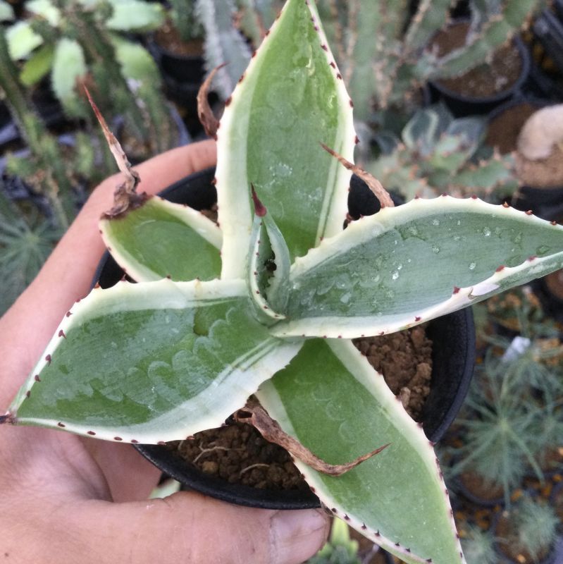 Agave celsii 'セルシー錦' - M's plants