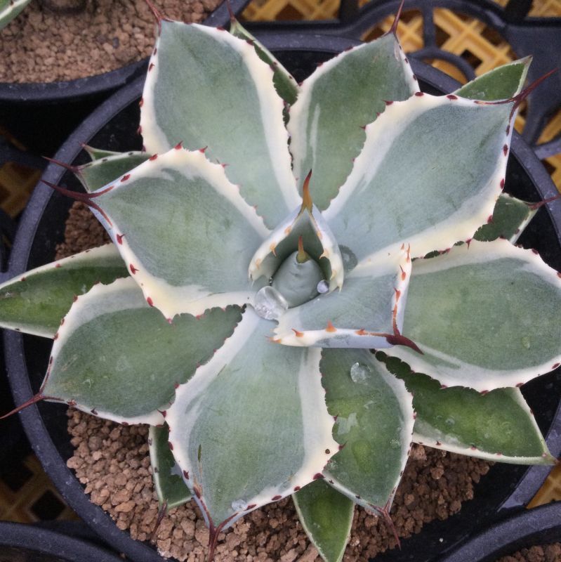 画像: Agave potatorum  '吉祥冠錦　白覆輪'