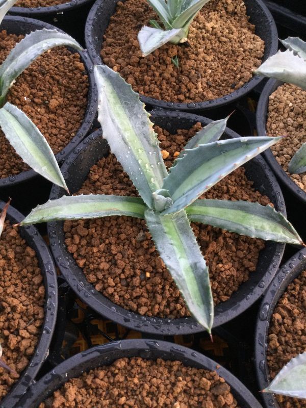 画像: Agave americana var. expansa mediopicta ‘Pallida'