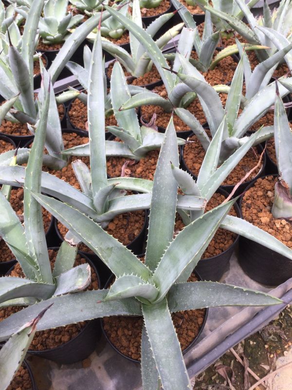 画像: Agave macroacantha