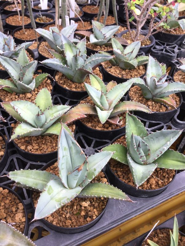 画像: Agave titanota 'Blue'