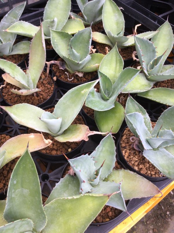 Agave seemanniana - M's plants