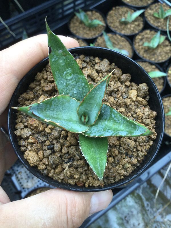 画像: Agave univittata