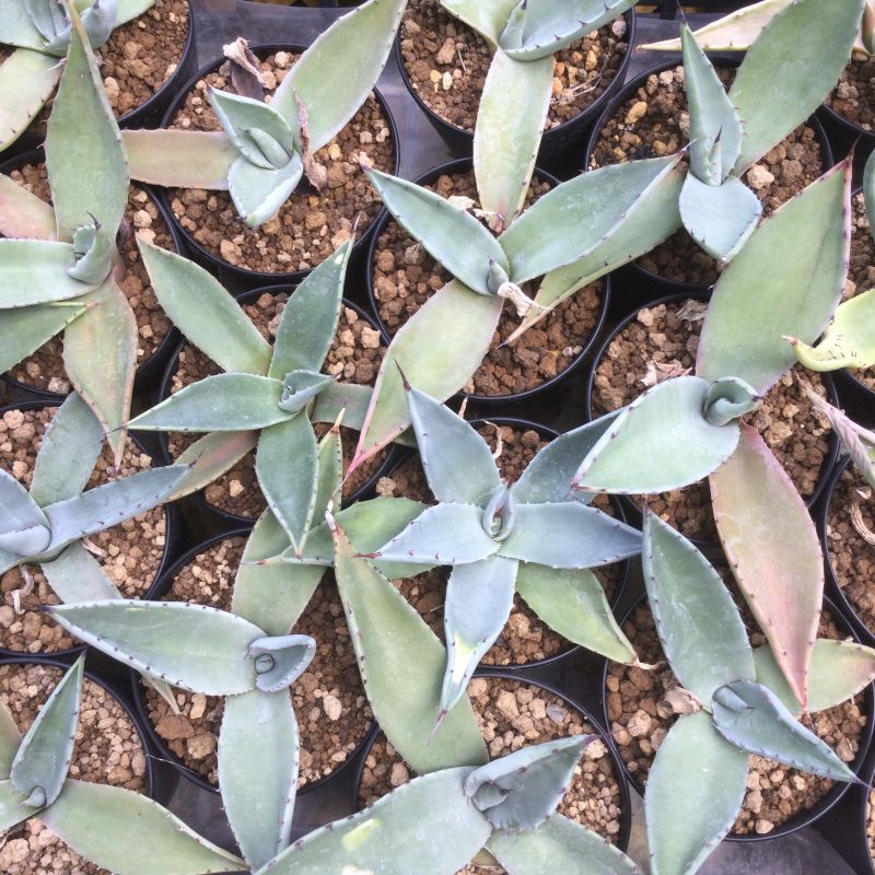 画像: Agave applanata