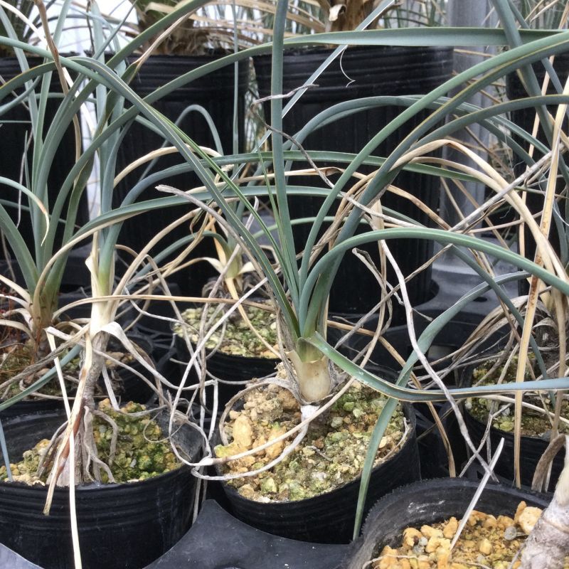 画像: Yucca  elata